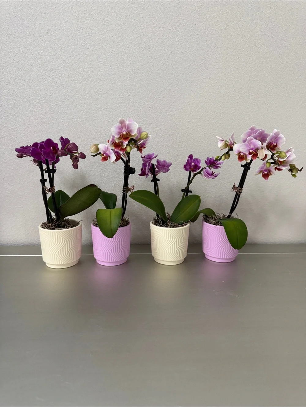 4 Trader Joe’s Mini Orchid Pots